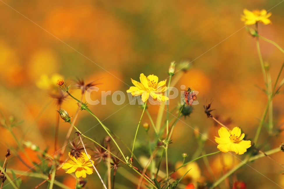 plant,식물,코스모스,노랑코스모스,꽃,식물,자연,plants,nature,꽃,flower