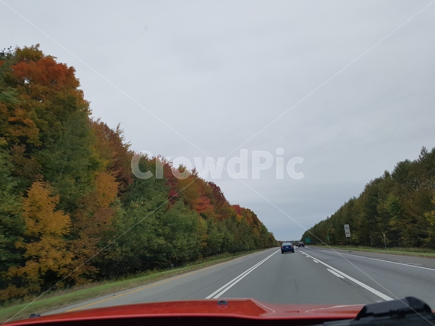 road,도로,automobile,자동차,가을,단풍,단풍국