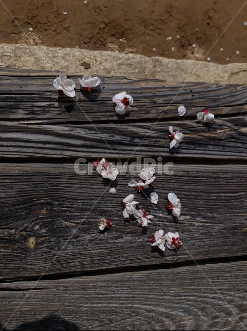 대청마루,매화,floor,apricotflowers,마루