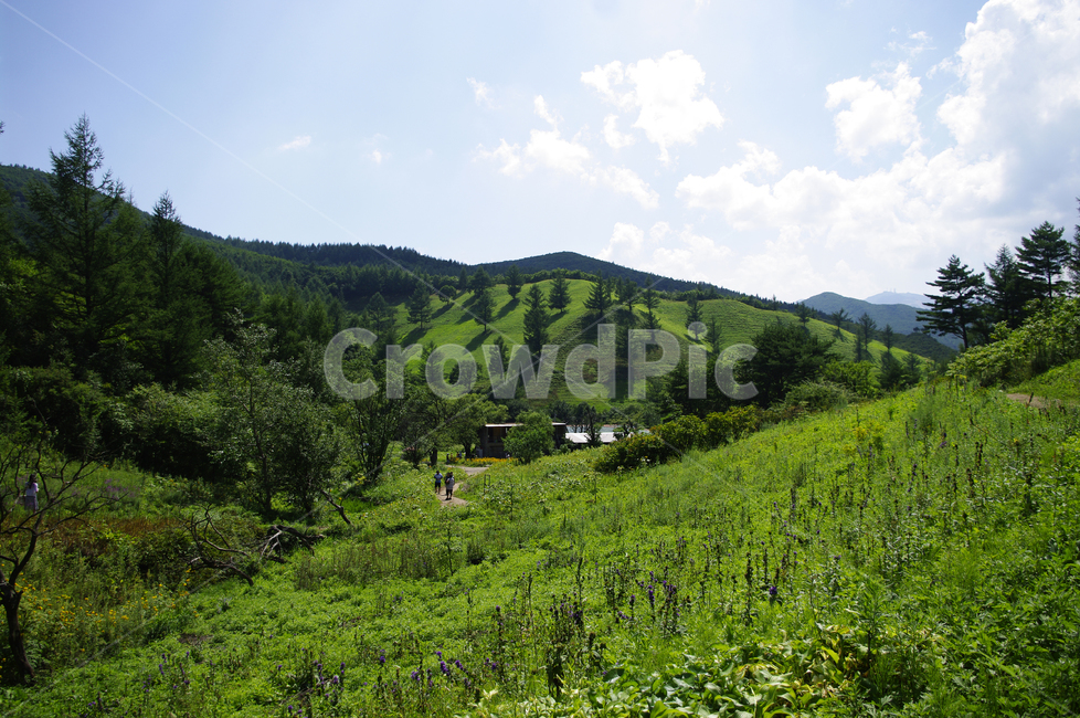 하늘,구름,식물,plant,자연,풍경,여름,초록,나무,nature,자연,풍경,nature,landscape