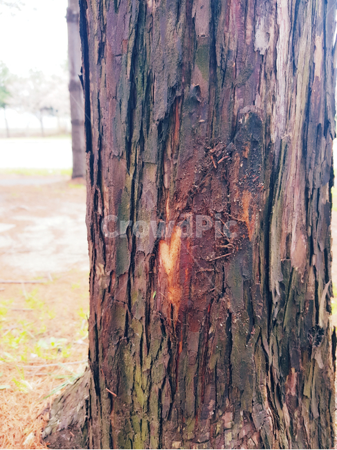 나무,하트,나무껍질,따뜻함,감성,고목,식물,자연,plants,nature,나무,trees,wood
