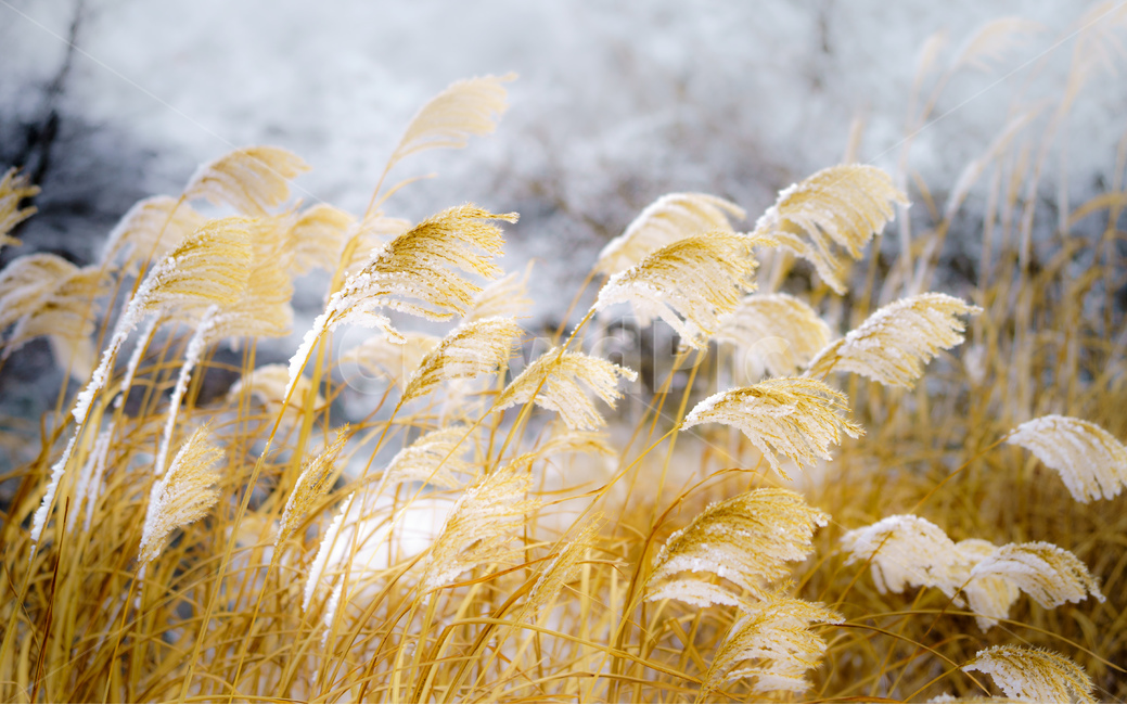 억새,눈,겨울,snow,자연,겨울,계절,winter,season,식물,자연,plants,nature,감성,sensible,feeling