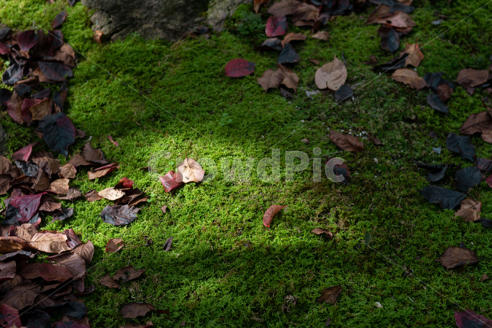 자연,이끼,plant,식물,잎,낙엽,nature
