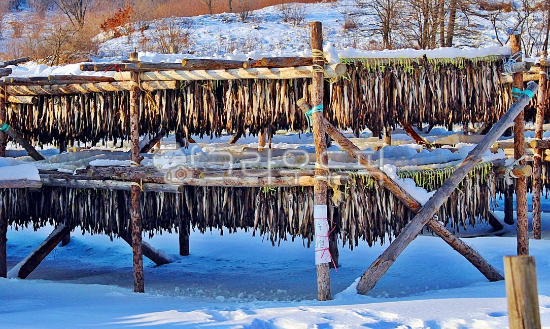 동태,황태,명태,명태말리기,대관령명태,대관령동태,물고기,생선,fish,황태덕장,설경,겨울,계절,winter,season,풍경,겨울풍경,nature,landscape,자연,한국자연풍경,한국자연경관,koreanaturelandscape,음식,식재료,요리,food,cook,meal,dishes,foodreserves,수산물,해산물,fisheryproducts,seafood,outdoors,옥외,ice,겨울,계절,winter,season