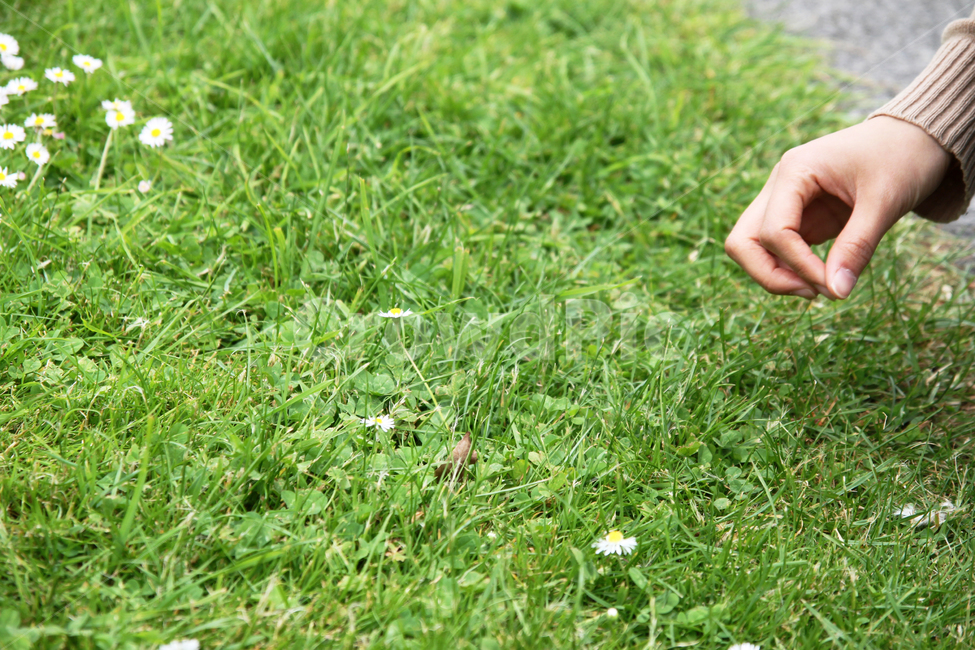 잔디,자연,자연사진,봄,봄사진,들,들꽃,공원,공원사진,파릇파릇,식물,자연,plants,nature,꽃,flower,사람,인물,인간,human,person,신체일부,몸,body