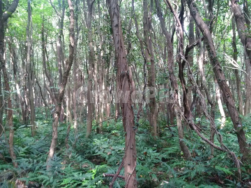 자연,식물,숲,나무,nature,plant,forest,tree