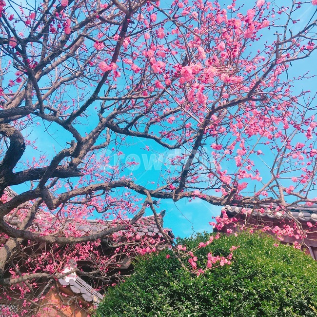 홍매화,매화나무,매화,봄꽃,절,통도사홍매화,통도사매화,풍경,자연,봄,계절,spring,season,한국전통,한국문화,korean traditional,korean culture,식물,자연,plants,nature,나무,trees,wood,plant