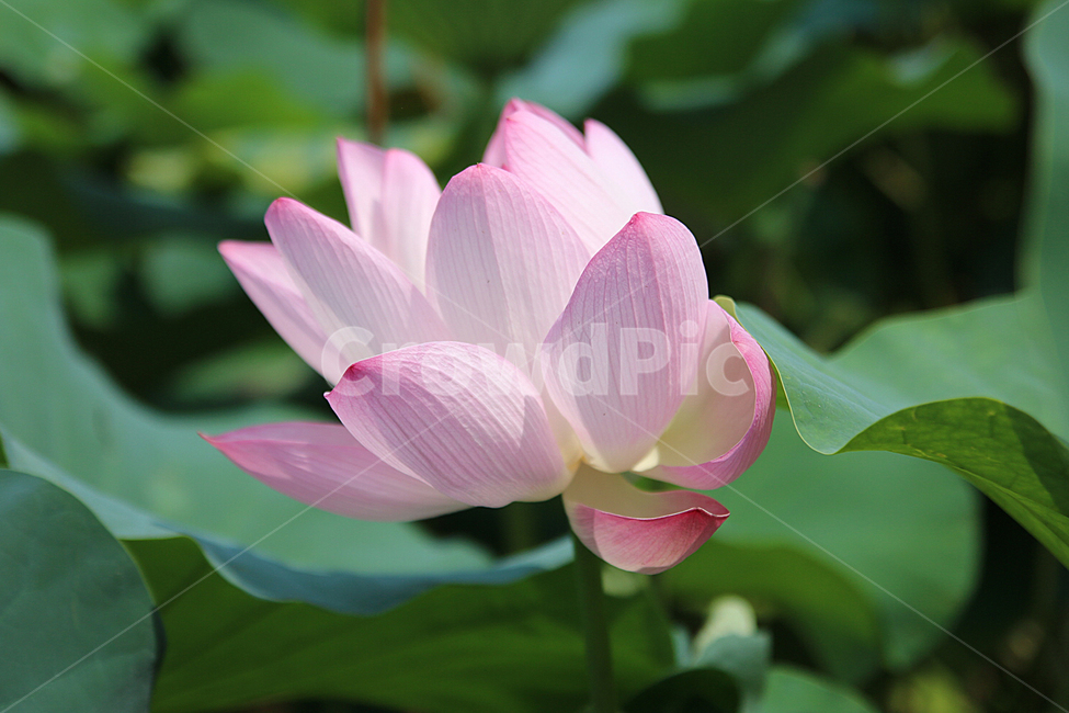 연꽃,꽃,힐링,분홍,보라,감성,꽃잎,식물,자연,plants,nature,꽃,flower