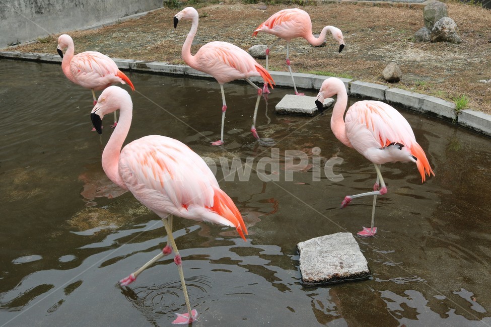 동물,animal,bird,새,홍학,phoenicopterus