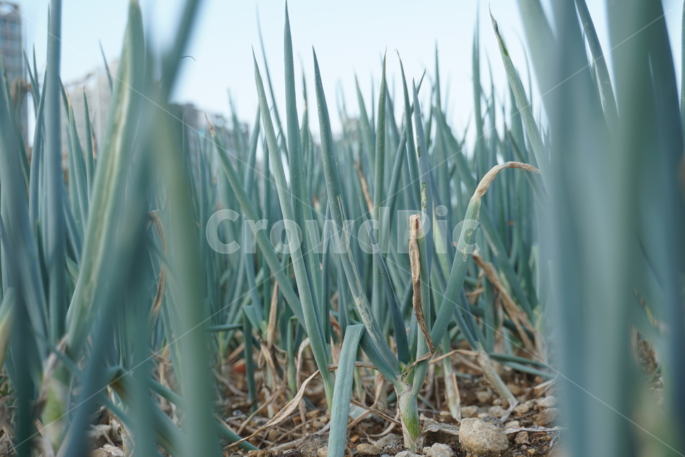 파,잔디,자연,green,greenonion,farm,농장,초록,대파,식물,자연,plants,nature