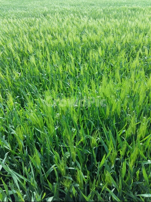 청보리,녹색,봄,맑음,바람,식물,자연,plants,nature