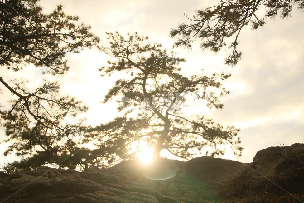 light,빛,flare,플레어,sunlight,햇빛,소나무,돌,식물,자연,plants,nature,나무,trees,wood