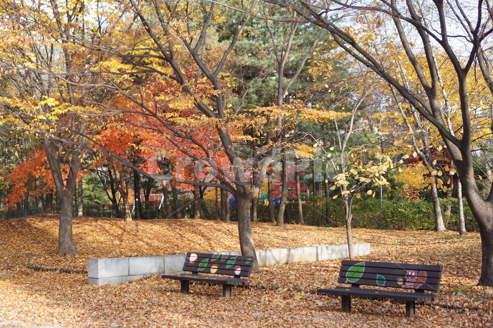 가을,호수공원,낙엽,나무,숲,산책,산책로,단풍,공원,일산,가을,계절,fall,autumn,season,자연,풍경,nature,landscape,bench,벤치,tree,plant,식물,furniture,가구