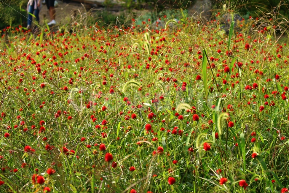 꽃,풀,강아지풀,빨강,자연,가을,바람,햇빛,flower,nature,red,wind,sun,자연,풍경,nature,landscape,plant,식물