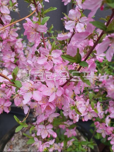 plant,식물,blossom,봄,야생화,꽃,petal,꽃잎,산옥매,분홍꽃,분홍