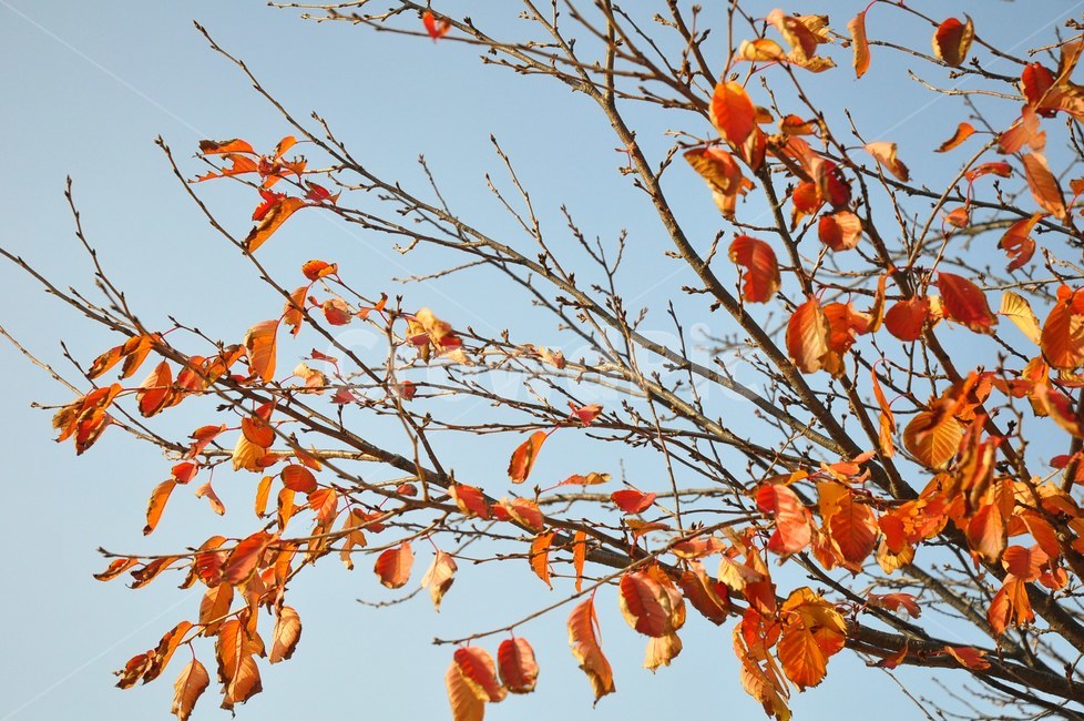 자연,배경,가을,단풍,나무,단풍잎,은행잎,하늘,색감,가을,계절,fall,autumn,season,leaf,잎,plant,식물