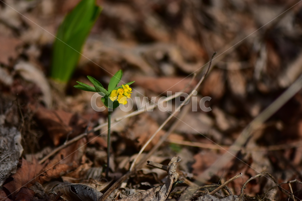 한계령풀,야생화,봄,꽃,풀꽃,자연,식물,식생,plants,nature,spring,season,flower