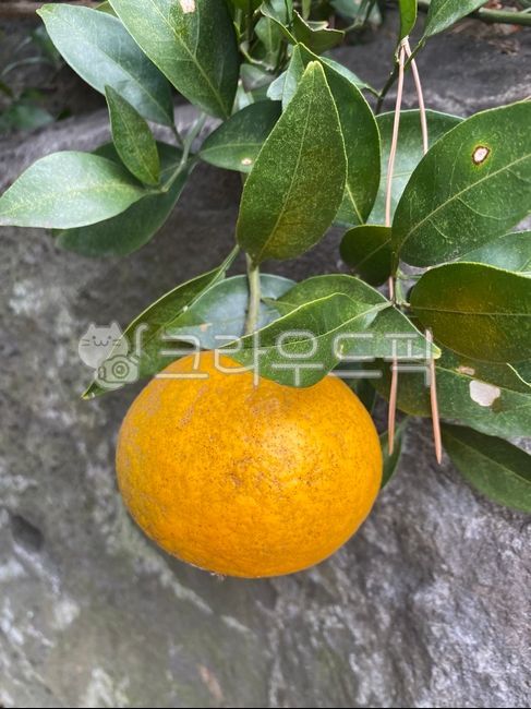 천혜향,귤,감귤,노지감귤,귤나무,천혜향나무,감귤류과일,citrusfruit,orange