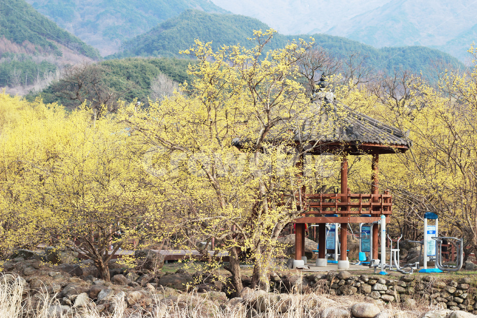 정자,산수유,나무,flower,blossom,식물,자연,season,plants,nature,야외,봄,spring,식물,자연,plants,nature,꽃,flower