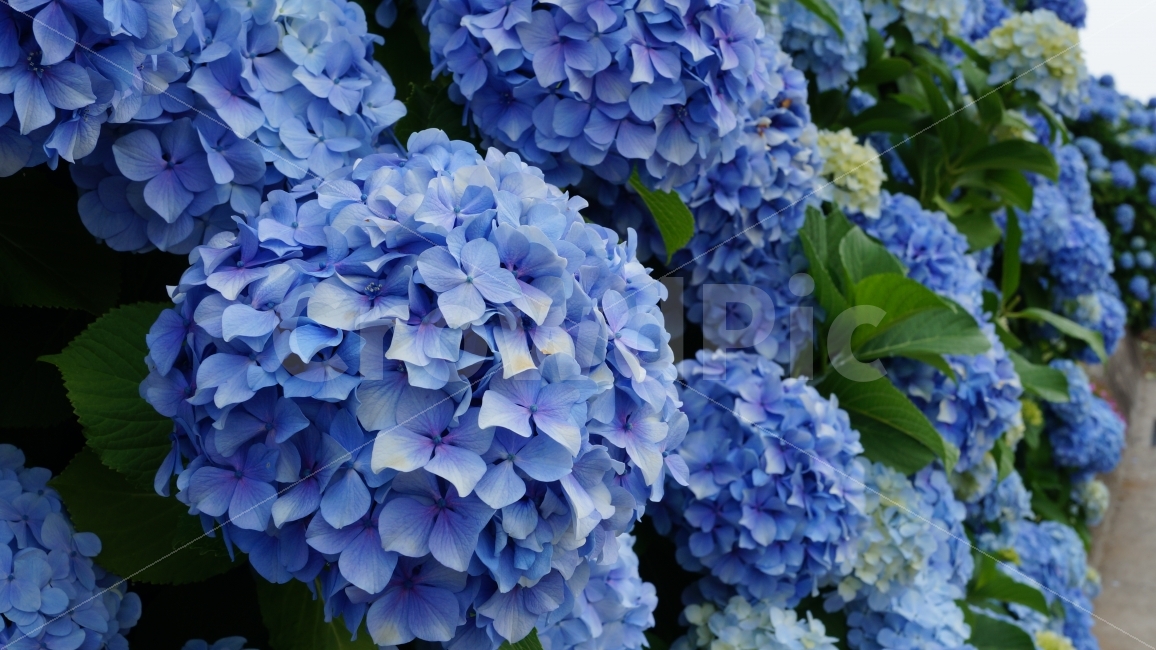 수국,거재수국,거제도,꽃,꽃사진,식물,자연,plants,nature,꽃,flower