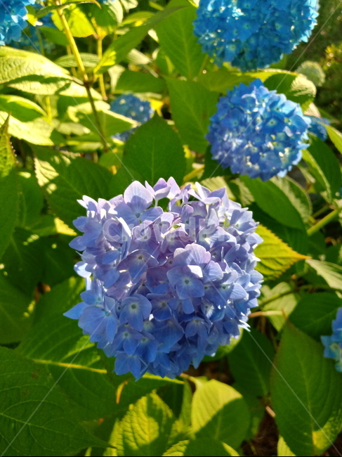 수국,자양화,간판수국,아탑수구,나무,꽃,마른꽃,식물