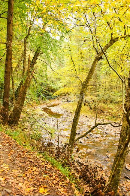 자연,나무,물,creek,nature,자연,풍경,nature,landscape