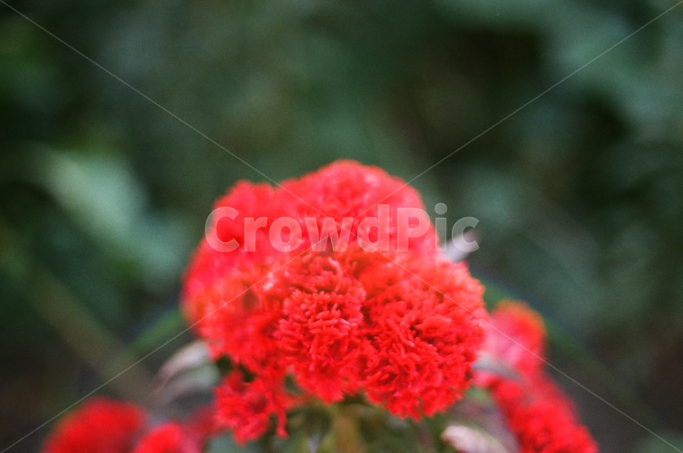 필름,필름카메라,감성,꽃,감수성,식물,자연,plants,nature,꽃,flower