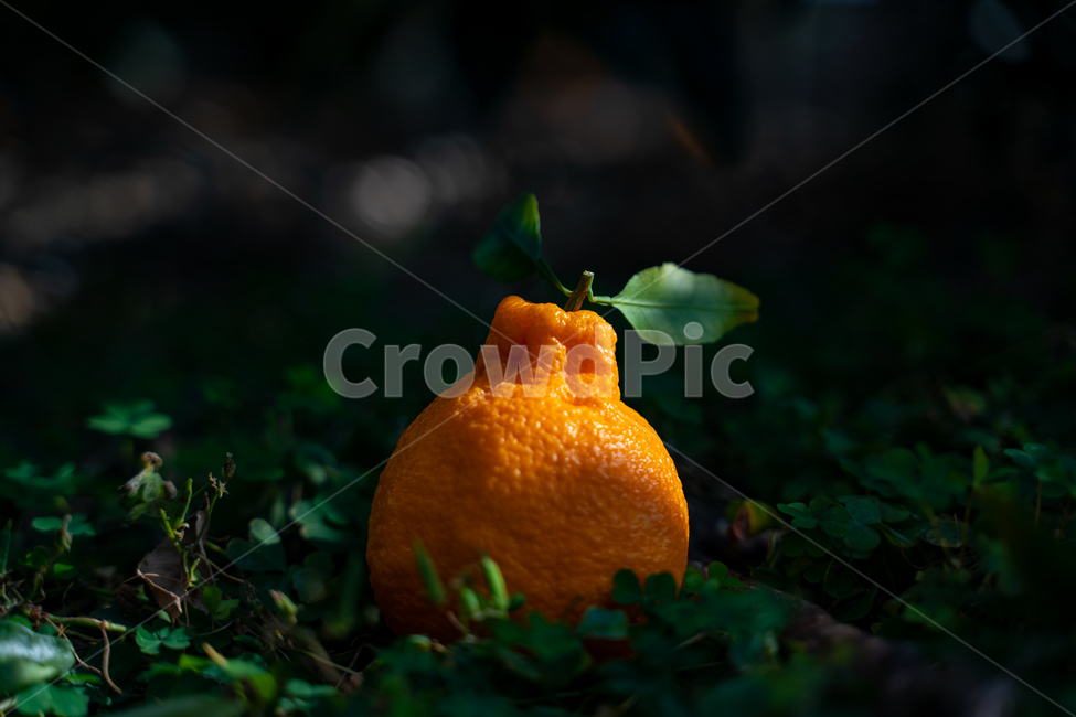 한라봉,감귤류과일,음식,과일,식물,주황색,열매,귤,감귤,자연,비타민,상큼,제주감귤,천혜향,하우스감귤,레드향,오렌지,citrusfruit,fruit,food,plant,orange,hallabong,식재료,과일,열매,fruit