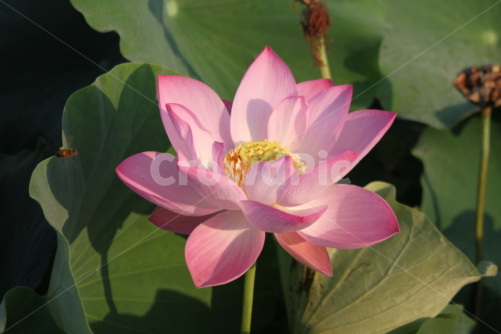 꽃,연꽃,식물,자연,lotus,식물,자연,plants,nature,꽃,flower