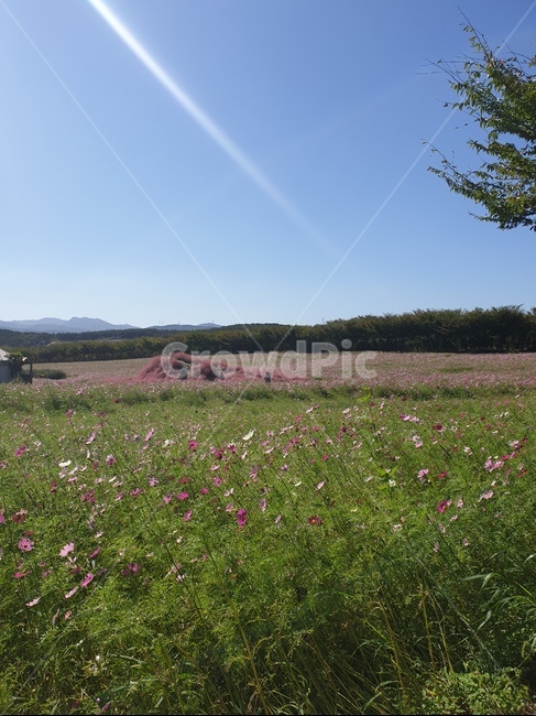 꽃,나무,하늘,풍경,잔디,들,field,목초지,outdoors,옥외,자연,nature,farm,농장