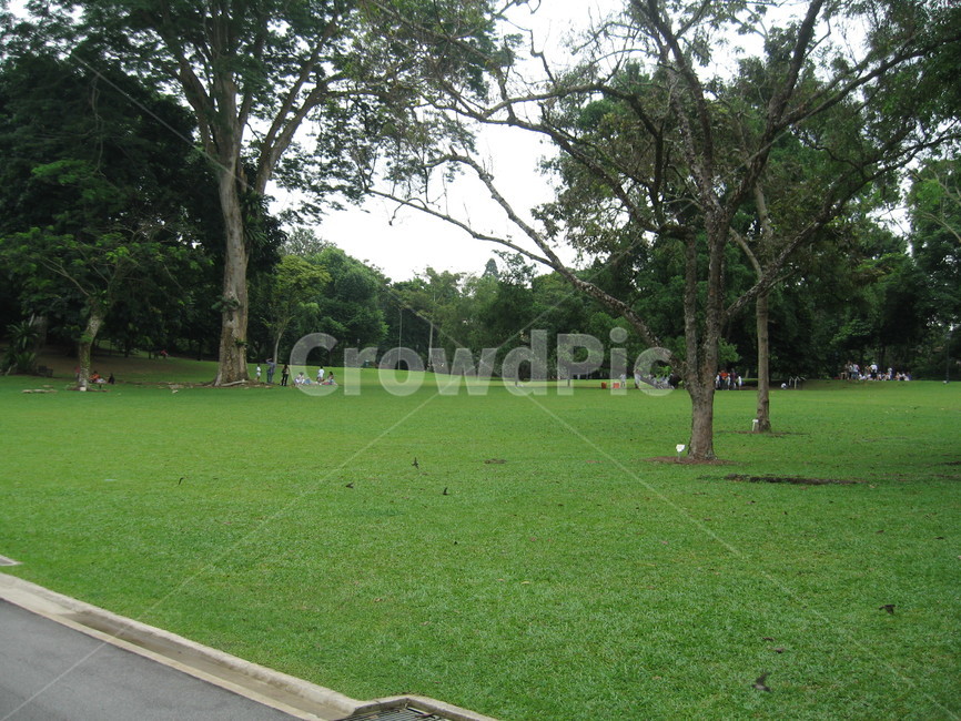 잔디,grass,plant,식물,자연,식물,자연,plants,nature,나무,trees,wood