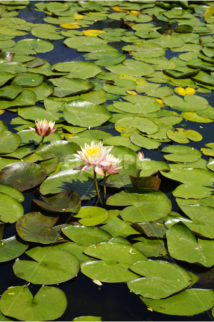 연못,수련,수생식물,식물,자연,꽃,flower,color,식물,자연,plants,nature,꽃,flower