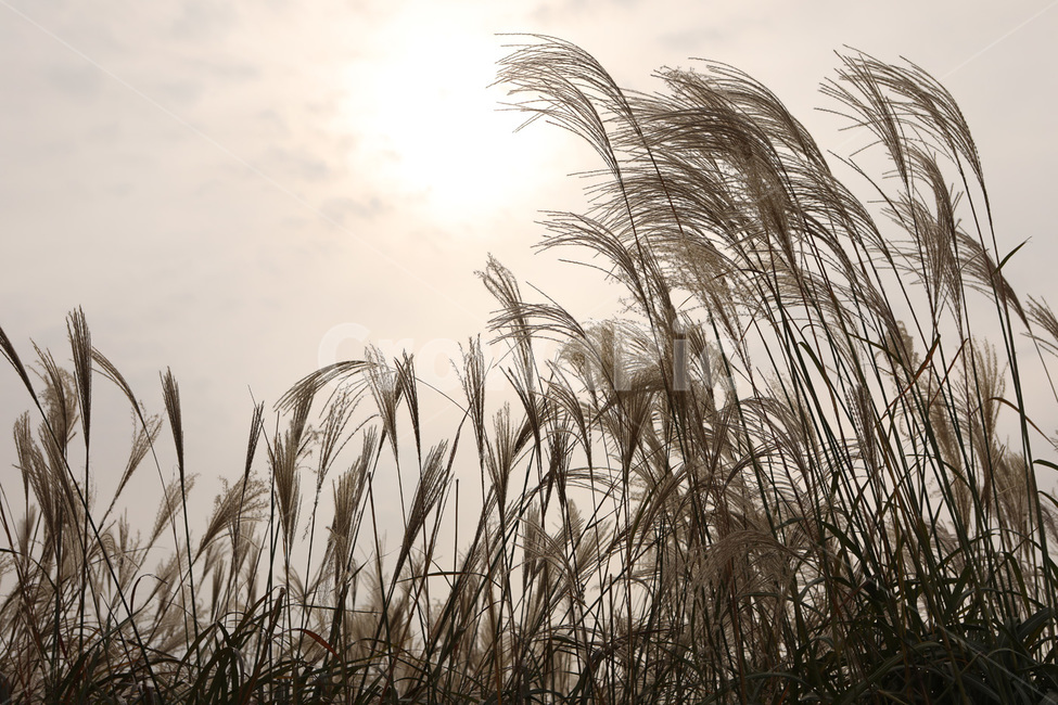 가을,갈대,하늘,태양,바람,가을,계절,fall,autumn,season,grass,잔디,plant,식물,lawn,reed