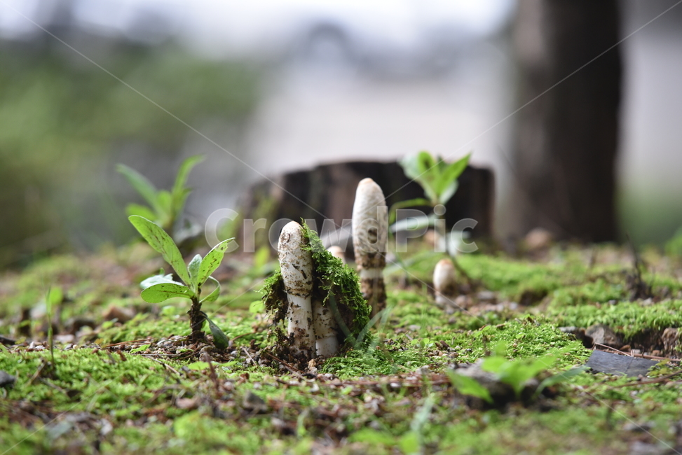 버섯,야생버섯,들버섯,습지버섯,이끼,자연,mushroom,wildmushroom,버섯,mushroom