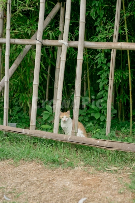 고양이,풍경,동물,식물,풀,동물,animal,포유류,mammal,고양이,cat,kitten,kitty