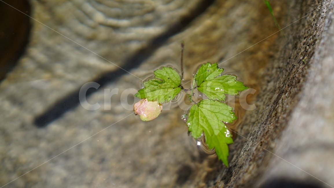이파리,식물,약수터,우물,물결,돌,물,water,풍경,landscape,자연,nature,시원한물,잎사귀,plants,절구,절구통,여름,summer,season,계절,바위,감성,감성사진,식물,자연,plants,nature