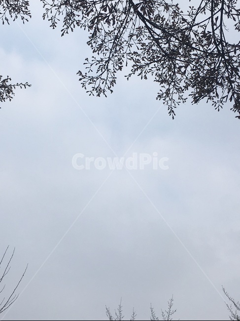 꽃,나뭇가지,flower,하늘,sky,자연,풍경,nature,landscape