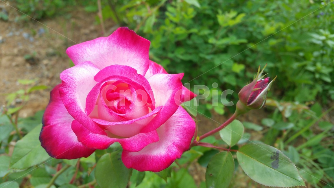장미,꽃,식물,rose,색감,식물,자연,plants,nature,꽃,flower