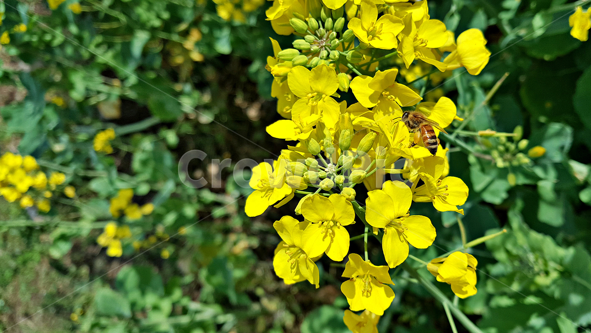 유채꽃,꽃,flower,식물,plant