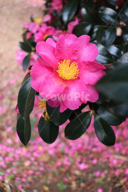 꽃,꽃잎,동백꽃,겨울,자연,식물,camellia,flower,blossom,winter,petal,식물,자연,plants,nature,꽃,flower