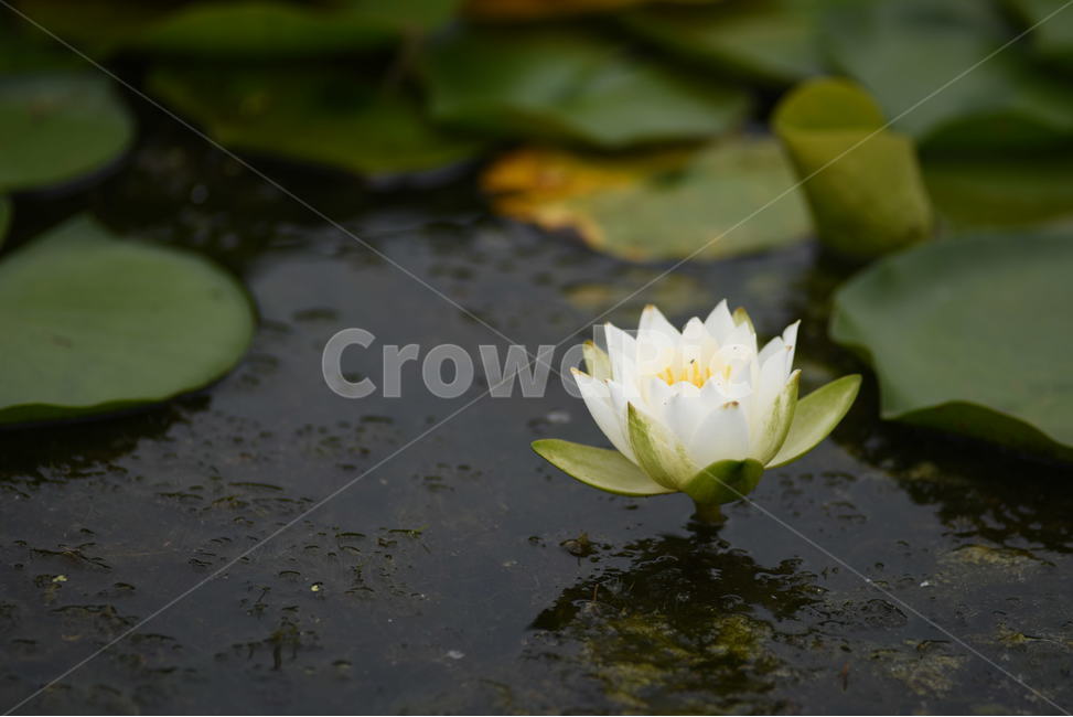 꽃,연꽃,식물,여름,연잎,식물,자연,plants,nature,꽃,flower