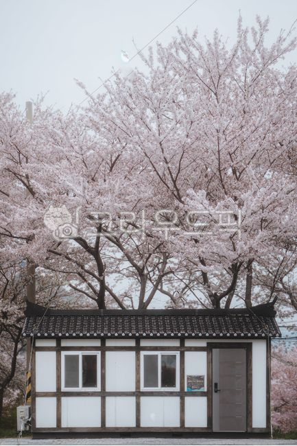봄,벚꽃,계절,꽃,봄엽서
