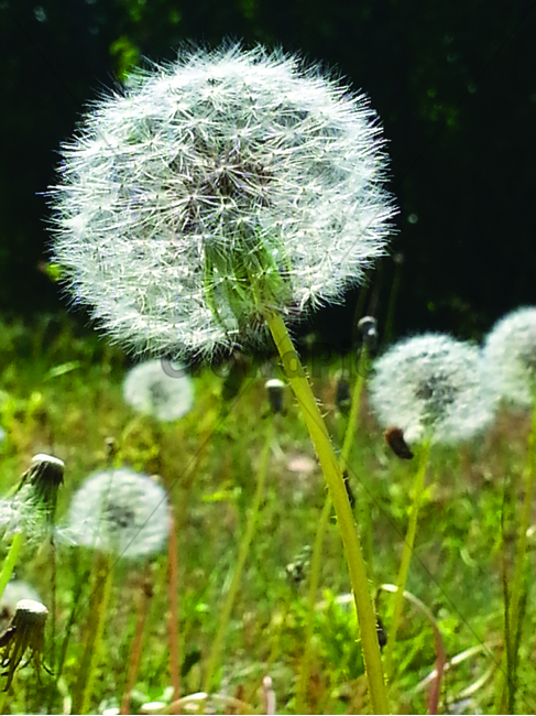 민들레,홀씨,민들레홀씨,민들레씨앗,flower,blossom,plant,식물,꽃,dandelion,식물,자연,plants,nature