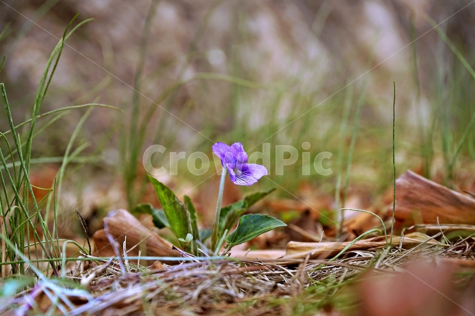 제비꽃,보라색,봄,꽃,식물,violet,purple,생명,감성,봄소식,봄꽃,계절,식물,자연,plants,nature,꽃,flower