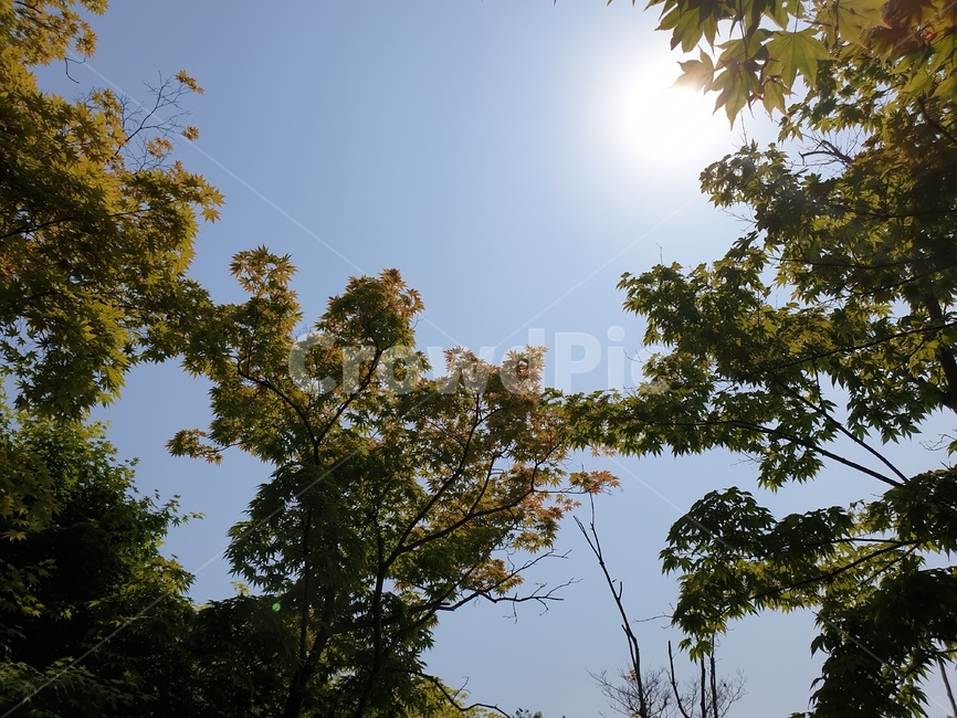 하늘,햇살,나무,숲,자연,해,태양,여름,봄,날씨,구름,빛,나뭇가지,초록색,푸른,산