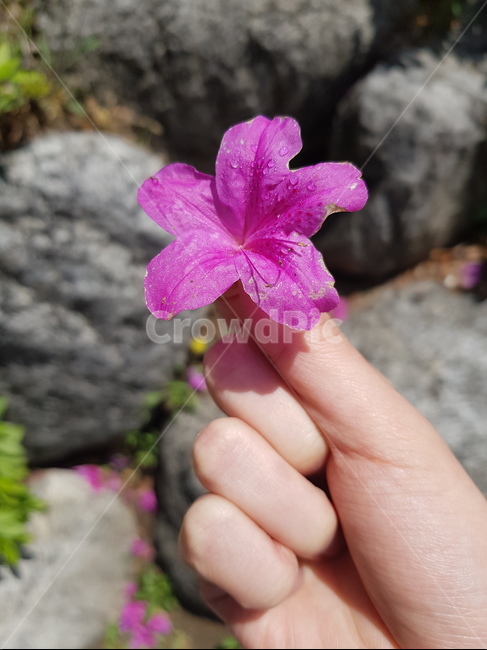 꽃,손,봄,자연,풍경