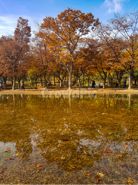 plant,식물,tree,나무,nature,자연,water,물,outdoors,옥외,공원,반영,숲,화창한,가을,계절,fall,autumn,season,자연,풍경,nature,landscape