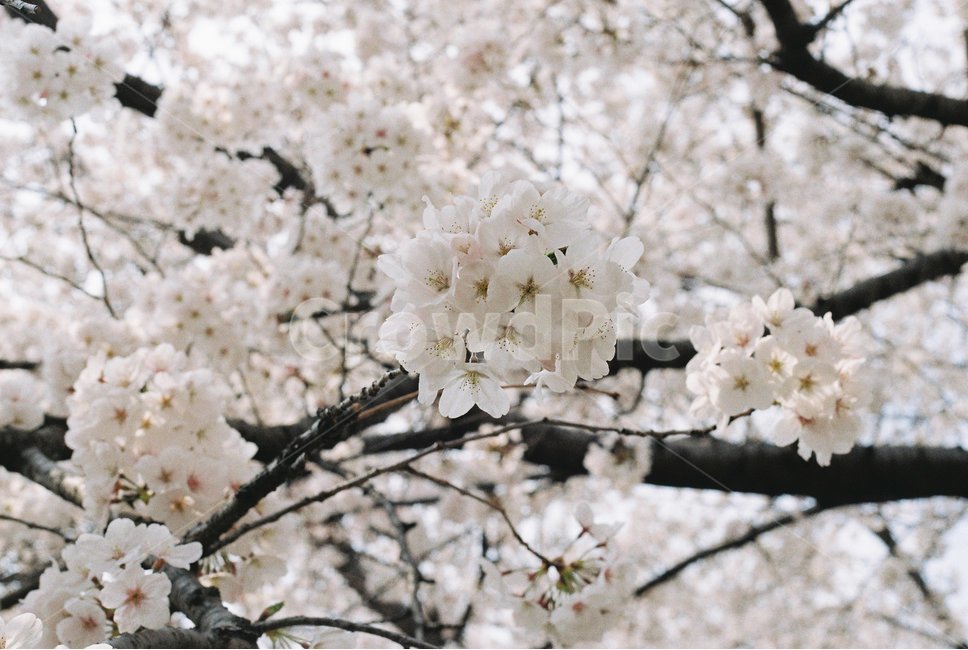 진해,경화역,벚꽃,plant,식물,blossom,꽃,flower,cherryblossom,film,필름카메라,필카,봄,군항제,축제,kyounghwastation,분홍,핑크,봄,계절,spring,season