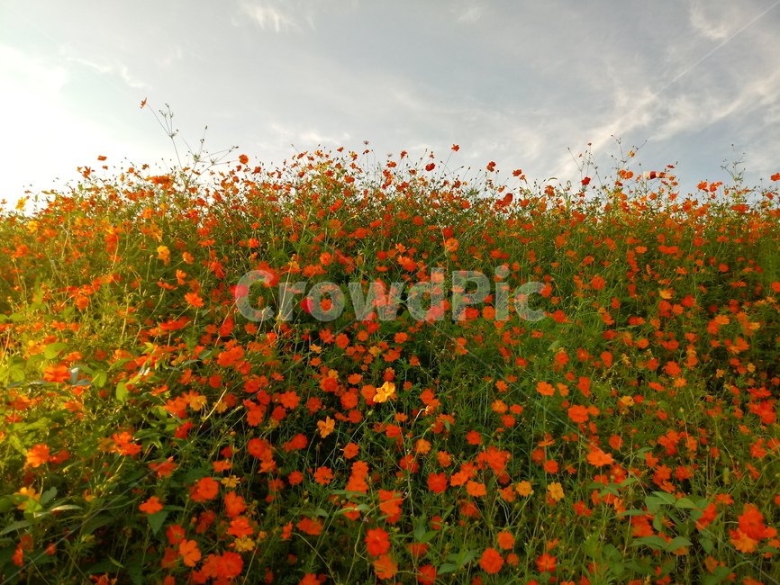 노랑코스모스,yellowcosmos,황금코스모스,식물,꽃,flower,plant,한해살이풀,식물,자연,plants,nature,꽃,flower