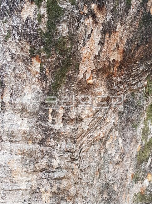 나무,나무결,나무무늬,식물,나무줄기,자연,tree,plant,treetrunk,nature